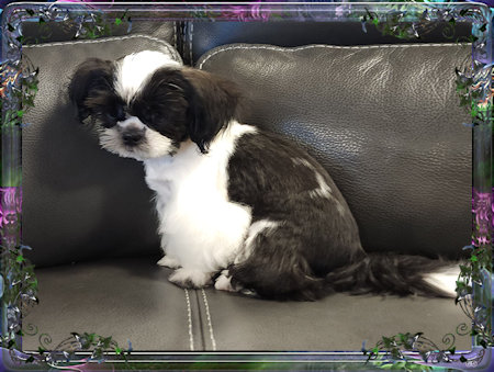 Tiny little male chinese imperial shih tzu puppies for sale teacup